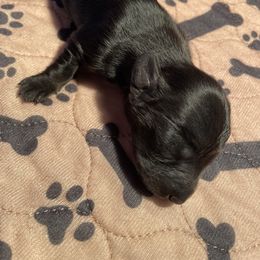 Solid black girl - Black and tan Dachshund puppy in Mc Donough, Georgia from Doxie Gang