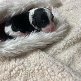 Bow tie - Parti Poodle puppy in New Kensington, Pennsylvania from Happy puppy tails