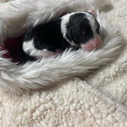 Bow tie - Parti Poodle puppy in New Kensington, Pennsylvania from Happy puppy tails