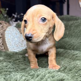 Buddy - Cream male Dachshund puppy in Washburn, Tennessee from Clinch Mountain Dachshunds