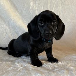 Blaze - Black male Dachshund puppy in Lincoln, Arkansas from Red Dirt Dachshunds