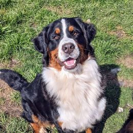 Heidi - Bernese Mountain Dog