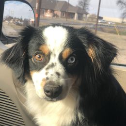 Lylia - Miniature American Shepherd