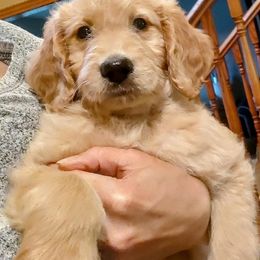 Goldendoodle and Golden Retriever Puppies from Dakota Sky's Goldens