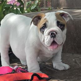DIXIE - White female Bulldog puppy in Wichita, Kansas from Waltman's Bulldog's