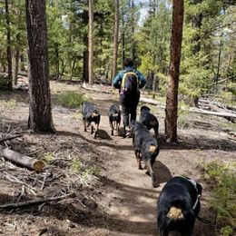 Rottweilers from Tranquil Peak Rottweilers