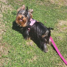 Sassy - Yorkshire Terrier