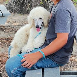 Johnny - Cream male Poodle puppy in Greenville, North Carolina from Grace Poodles