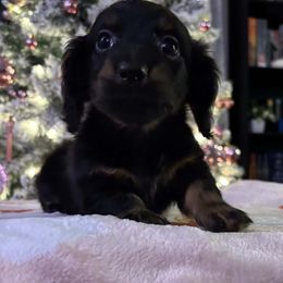 Rue - Black and tan female Dachshund puppy in Sabina, Ohio from Watkins Dachshunds