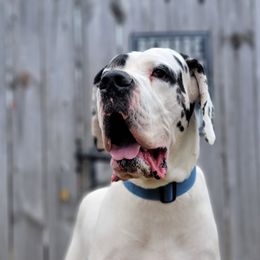 Dude - Great Dane