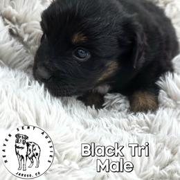 Spur - Black tri male Miniature Australian Shepherd puppy in Jaroso, Colorado from Heaven Sent Aussies