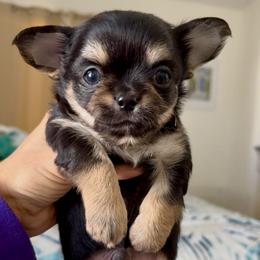 Vader - Black and tan male Chihuahua puppy in Spring Hill, Florida from Stardom Chihuahuas & CKCS