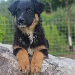 Simba - Black tri-color male Australian Shepherd puppy in Trout Run, Pennsylvania from Rose Valley Aussies