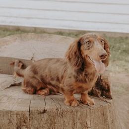 Nelson - Dachshund