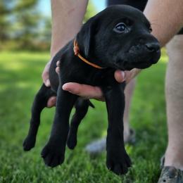 Orange Collar - Female - Black female Labrador Retriever puppy in Boyd, Minnesota from Lindley Labradors