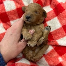 Ralphie - Apricot male Goldendoodle puppy in Rienzi, Mississippi from Saddle Hill Farms