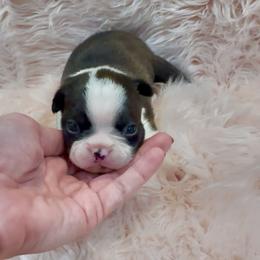 Girl 1 - Black brindle and white female Boston Terrier puppy in Eight Mile, Alabama from Bishop's Bostons