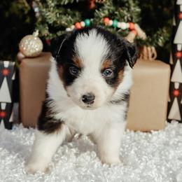 Tri 5 - Black tri male Miniature Australian Shepherd puppy in Perry, Arkansas from Jones ASDR Registered Toy / Mini Aussies