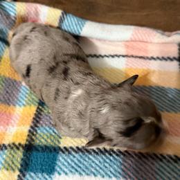 Brooks - Blue merle male Bernedoodle puppy in Warrensburg, Missouri from Dreamer Ridge Puppies