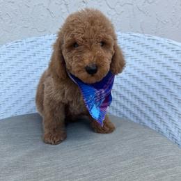 Zoe - Red  male Goldendoodle puppy in Davie, Florida from Daviegoldendoodles