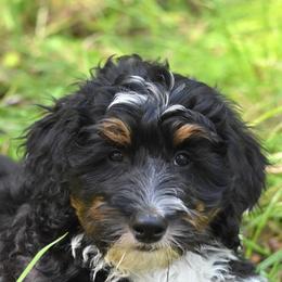 Orange collar boy - Tri-color male Bernedoodle puppy in Waukesha, Wisconsin from Bernedoodle Boutique (and Cavapoos)