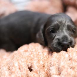 Max - Gray (blue) male Dachshund puppy in Eaton, Ohio from Miniature Alphas Dachshunds