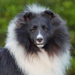 Collies, Flat-Coated Retrievers, and Shetland Sheepdogs from Enclave