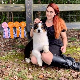 Australian Shepherd Puppies from Paramount Aussies