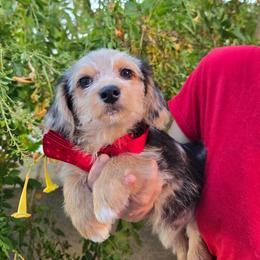 Oliver - Blue merle male Assorted Doodle Crosses puppy in Maricopa, Arizona from Pretty Poo