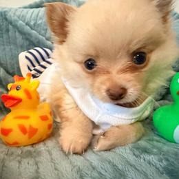 Cortland Pomchi - Blue fawn male Chihuahua puppy in Seneca, Missouri from Stephanie’s Puppy Colony