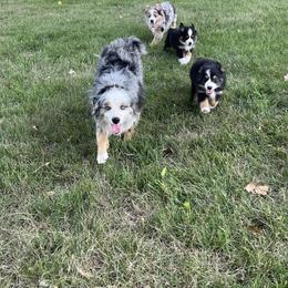 Miniature Australian Shepherd Puppies from Broken T Australian Shepherds