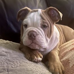 Boy 5 - Bulldog puppy in Fairfax, California from Marin Bulldogs