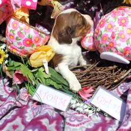 Girl 5 - Red and white female English Springer Spaniel puppy in Bremerton, Washington from Huntin' Buddies