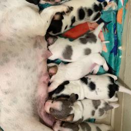 Dachshund Puppies from Hursh’s Hounds