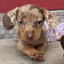 Basset Hound and Dachshund Puppies from Heyliger Hounds