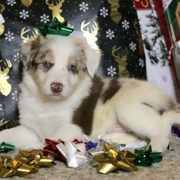 Mt Dew - Red merle male Border Collie puppy in Richmond, Maine from Lil Maine Border Collies