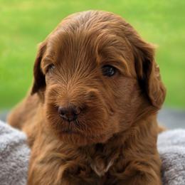 Persephone - dark pink collar - Sophie - Red  female Goldendoodle puppy in Phoenix, Arizona from Kerri's Goldendoodles