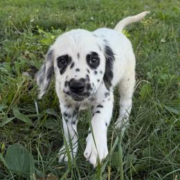 Summit - long coat - White and black male Dalmatian puppy in Sedalia, Missouri from Missouri Dalmatians