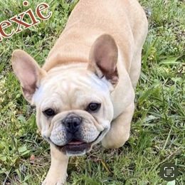 Lexie - French Bulldog