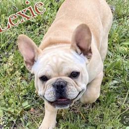 Lexie - French Bulldog