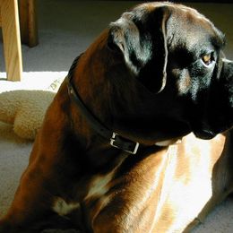 Boxer All Grown Up from Tammy Davison