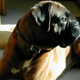 Boxer All Grown Up from Tammy Davison