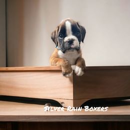 Boy 1 - Fawn Boxer puppy in Lafayette, Tennessee from Silver Rain