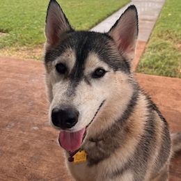 Siberian Huskies from Husky Love Home