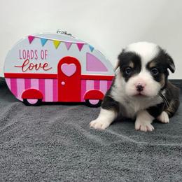 Banks - Black and tan male Pembroke Welsh Corgi puppy in Waco, Texas from The Comma Corgis