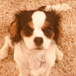 Cavalier King Charles Spaniels and Companion Crosses from Toy Cavaliers
