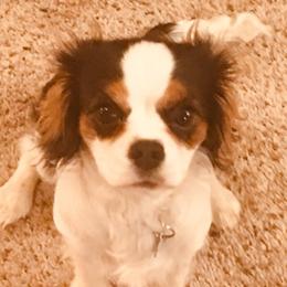 Cavalier King Charles Spaniels and Companion Crosses from Toy Cavaliers