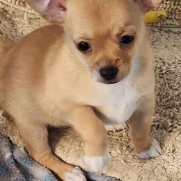 Coby - Fawn and white male Chihuahua puppy in Nc, Florida from Brusseluv2