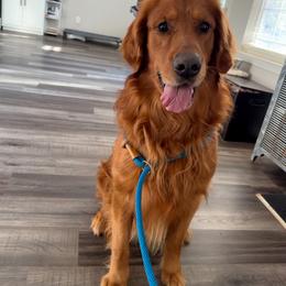 Golden Retriever puppies from Upstate Revival Retrievers