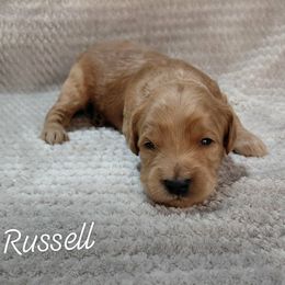 Russell - Red  male Goldendoodle puppy in Eau Claire, Wisconsin from Fisher River Doodle's